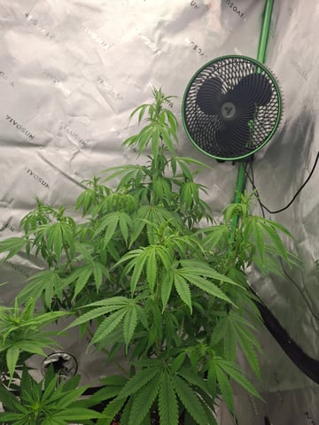 Do Si Dos -Cookies — flower, day 73