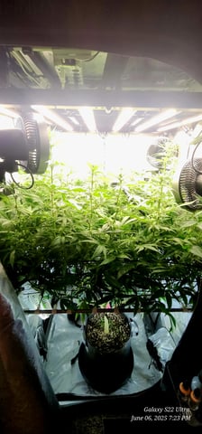 Foundational Legend — flower, day 143