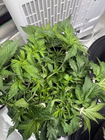 Late Season Start  — vegetative, day 39