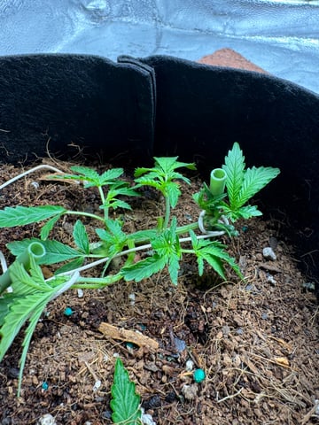  Acapulco gold auto July  — vegetative, day 16