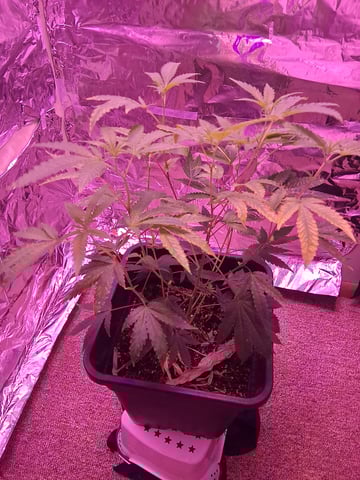 White Widow & Skittlez — vegetative, day 1