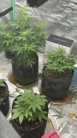 420 Fast Buds  — flower, day 46