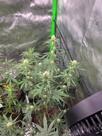Auto RuntzxWreck — flower, day 25