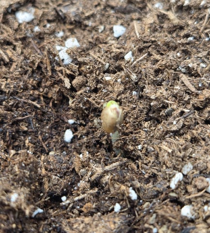 August Grow — seedling_rooting, day 8