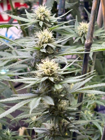 Grimm Glue by Brothers Grimm Genetics  — flower, day 75