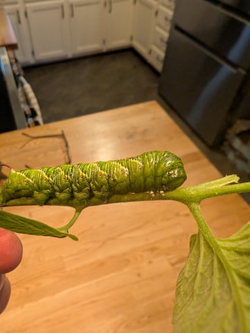 outdoor — flower, day 138