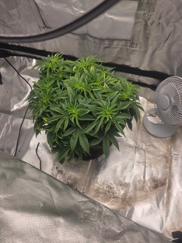 first grow — vegetative, day 29