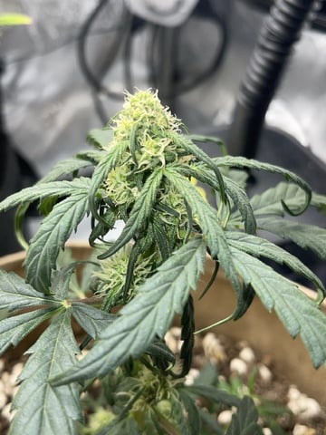 3x3 Grow — flower, day 42