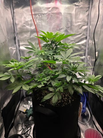 Northern lights #10 2nd plant (Selkies) — vegetative, day 37
