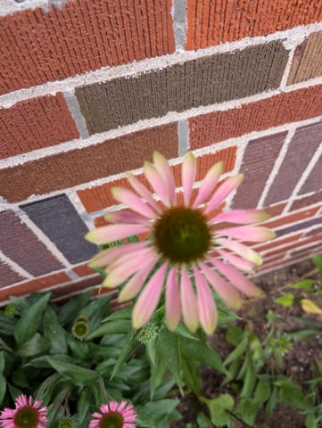 See what grows — vegetative, day 131