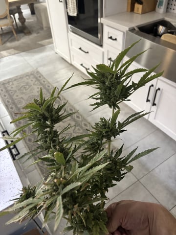 Fast Buds Auto And Special Queen Auto — harvest, day 86