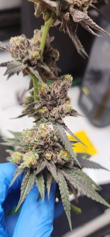 First clones (Dr nefario)  — harvest, day 94