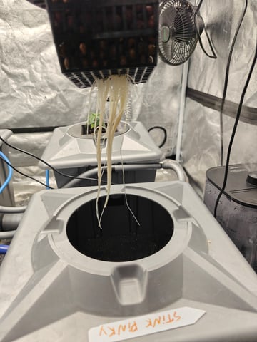 indoor grow 1 — vegetative, day 23