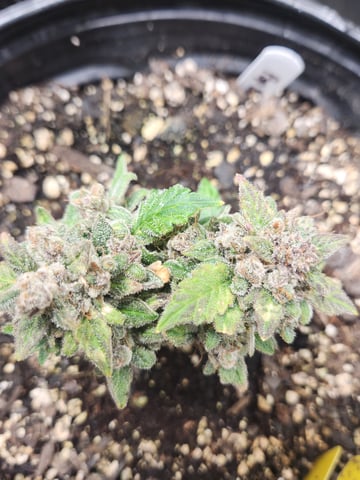 Mephisto Schoolyard Crush Grow-Pop tart OG and Apple Crush — flower, day 93