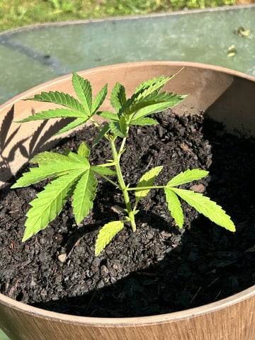 2026 Outdoor — vegetative, day 14