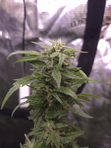 1St Grow after 35 Year Break — flower, day 1