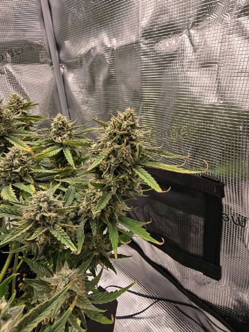 blue dream auto — flower, day 64