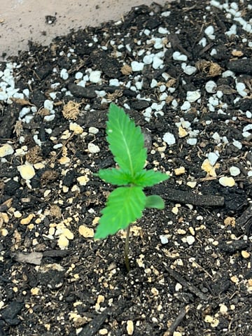 White Widow Twins — seedling_rooting, day 15