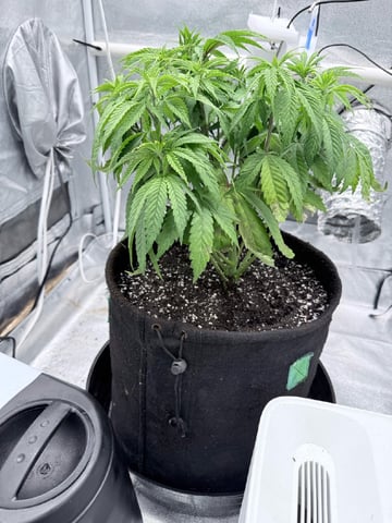 Blue Dream Grow — vegetative, day 21
