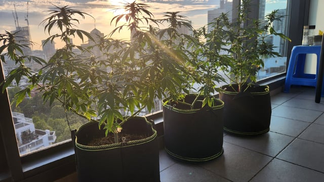 Royal Highness — flower, day 97