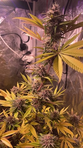 Tangie — flower, day 95