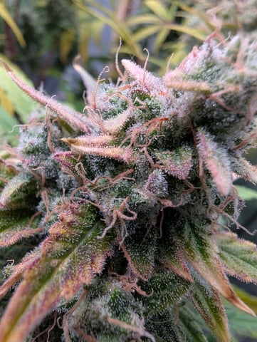 Trizzler  — flower, day 76
