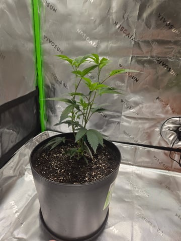Evermore clones — vegetative, day 8