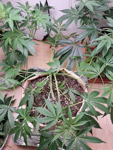 Gugugaga — flower, day 38