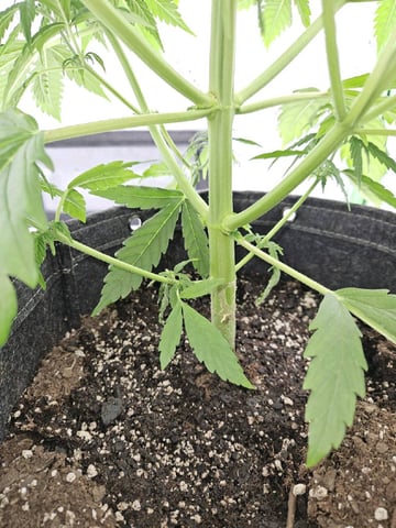 Gorilla Z auto — flower, day 58