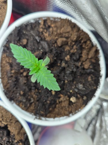 fruitstripe-x-breathworks VS Tropical cherry vs kush cake. vs og haze — vegetative, day 15