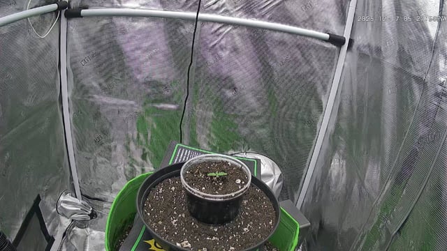 FastBuds Photo-Lemon Mandarin  — seedling_rooting, day 9