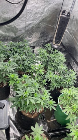 Clones Fat Bastard Clones  — vegetative, day 69