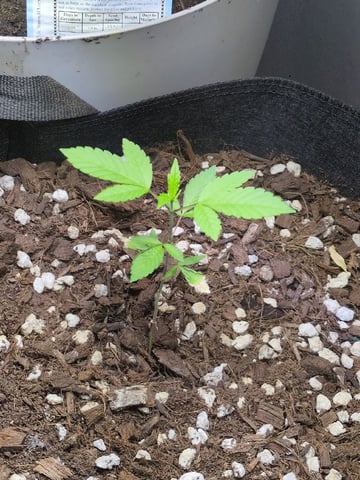 Audrey III — vegetative, day 39