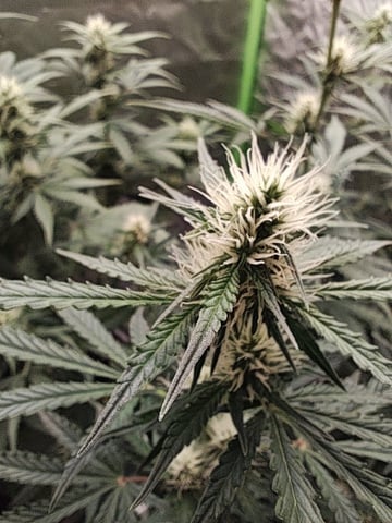Indoor 1 — vegetative, day 32