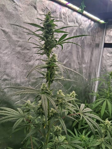 first auto grow — flower, day 58