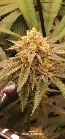 Punch Mints Female Pheno #2 Clone(s) — flower, day 291