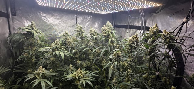 strawberry guava bx — flower, day 24