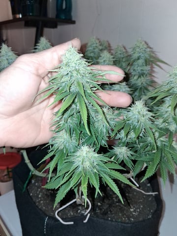 fruity pebbles, cap junky — flower, day 96