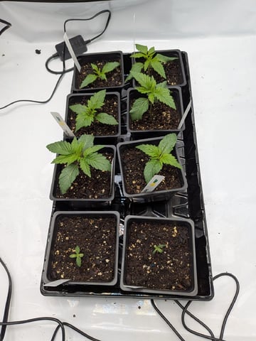 Grow Tent Starts — seedling_rooting, day 23
