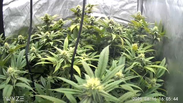 First Grow — flower, day 88