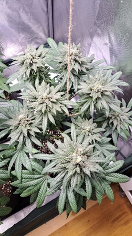 MjxMR-01-A — flower, day 2