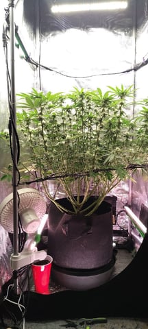 winter grow — flower, day 112