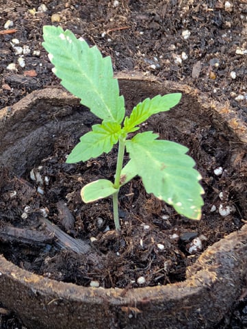 Galicane Fem — vegetative, day 16