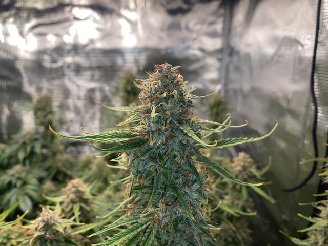 Auto Run #1 2025-2026 — flower, day 93