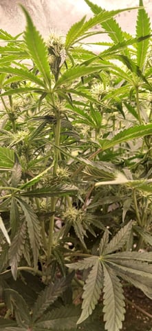 newest ggs setup grow — flower, day 49