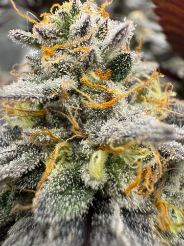 Master Kush RBX — flower, day 174