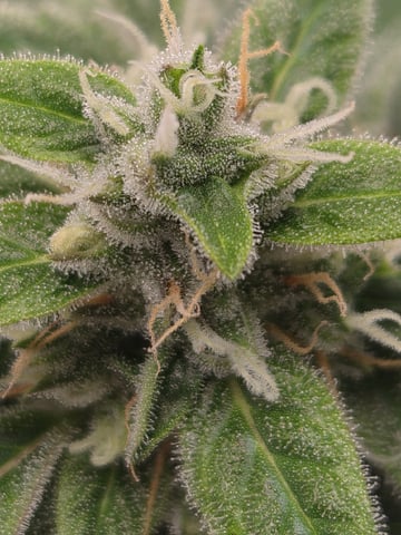 Kalini Asia Auto  — flower, day 84