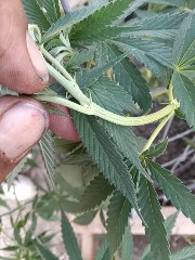 first 4 — vegetative, day 18