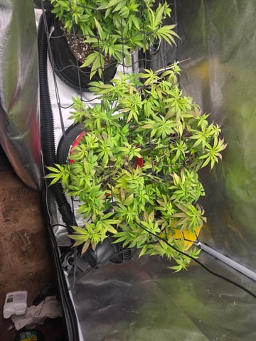 First Grow — vegetative, day 35