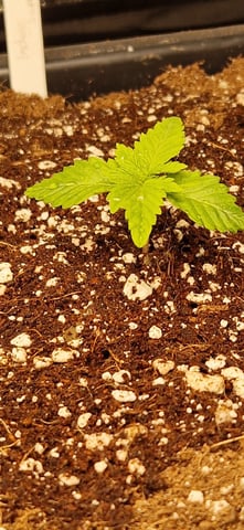 New Strains — vegetative, day 20